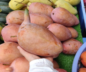 Xoài 'giống lạ' khổng lồ đổ bộ lề đường TP HCM
