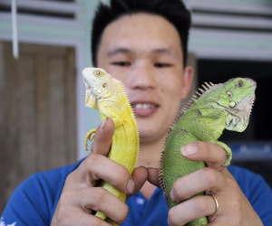 9X Quảng Nam say nắng loài thú cưng sần sùi, hung dữ giá đắt đỏ