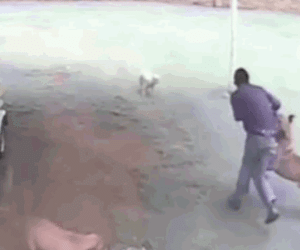Clip: Đang rình mò, tên trộm bị chó dữ lao ra tấn công và cái kết