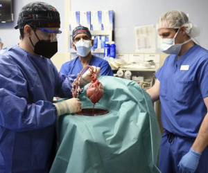 'Virus bí ẩn' là thủ phạm giết chết người được ghép tim heo?