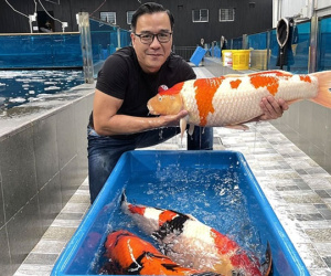 'Vua cá Koi' Thắng Ngô là ai?