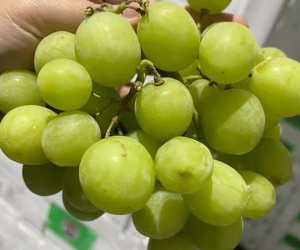 Nho xanh Úc ‘giòn như cà pháo’, hạn chế người mua 3kg/đơn hàng