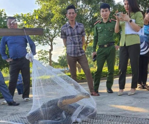 Tá hỏa phát hiện rắn hổ mang chúa dài hơn 3m bò vào trường học