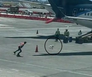Chú chó trốn thoát khỏi hộp hành lý và màn rượt đuổi vui nhộn trên đường băng sân bay