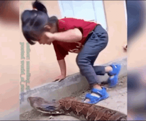 Clip: Bị trăn khổng lồ tiếp cận, bé gái có phản ứng không thể tin nổi