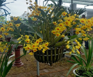 Rực rỡ lễ hội hoa lan tại Đà Nẵng
