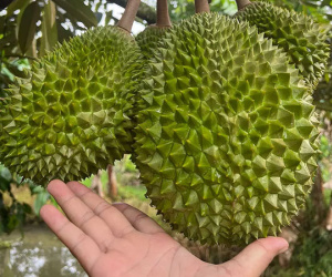 Khu vườn sầu riêng Musang King sai trĩu cành, chờ chín rụng bán 3 triệu/quả