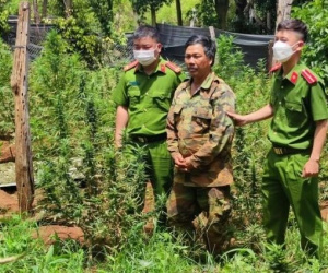 Triệt phá đường dây trồng, bao tiêu cần sa trái phép cực lớn