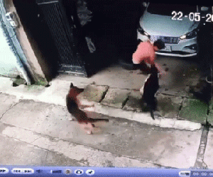 Nghẹt thở giây phút giải cứu bé gái bị chó dữ lao vào cắn xé dù đang được bố bế trên tay
