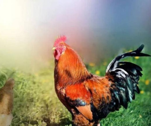 Tuổi Dậu đại cát: Nên duyên vợ chồng với những con giáp này là cuộc hôn nhân 'bề trên', sau khi kết hôn cả đời sẽ giàu sang phú quý