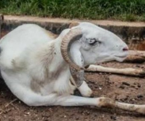 Hi hữu: Cừu phải ngồi tù 3 năm vì tấn công người phụ nữ hàng xóm đến chết