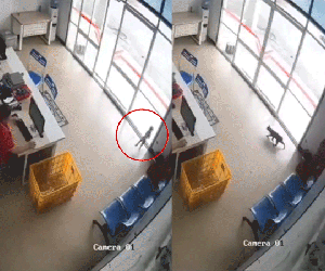 Video mèo chạy xuyên qua cửa kính khiến người trong cuộc và cư dân mạng xôn xao