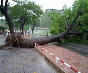 Cây xanh gần 20 mét trên đường phố TP HCM bật gốc trong mưa