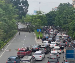 Một nhánh lớn của cây đa cổ thụ bị đổ, chắn ngang đường Võ Chí Công, giao thông tê liệt