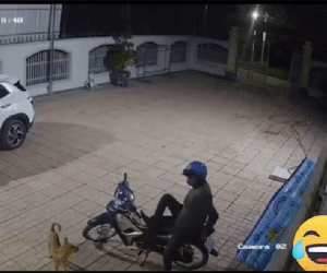 Thấy nam thanh niên lẻn vào sân định trộm xe máy, phản ứng của chú chó khiến CĐM cười ngất