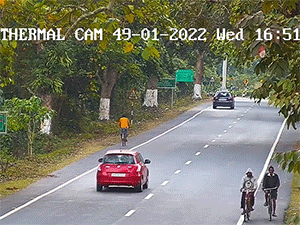 Suýt thành miếng mồi cho báo khi đang đi đạp xe trên phố