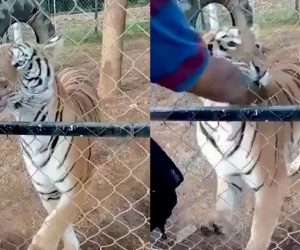Nhân viên vườn thú bị hổ cắn khi đưa tay qua hàng rào, sau cùng nhận kết cục thảm thương