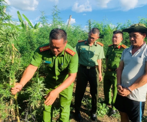 Trồng 'cả vườn' cần sa để phòng bệnh cho... bò