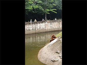 Video: Đười ươi suýt chết đuối vì thói quen tai hại của khách tham quan