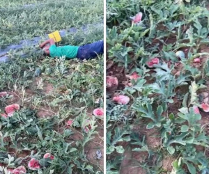 Cụ ông khóc thảm thiết, nằm sõng soài bên ruộng dưa hấu bị đập vỡ nát