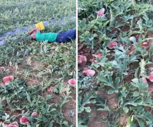 Cụ ông nằm khóc giữa vườn dưa bị phá nát: Tức tối trả thù do ăn trộm bị nhắc nhở