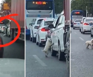 Dân tình tranh cãi chuyện chú chó bị bỏ rơi ngay giữa con đường đông xe qua lại