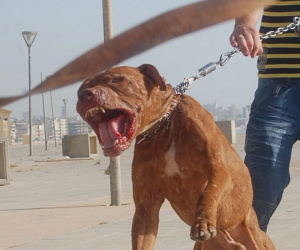 Cay cú vì bị hàng xóm dùng xẻng đánh vào đầu, người đàn ông thả chó Pitbull cắn đối phương nhập viện cấp cứu