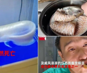 Cá cảnh giá hàng chục triệu chết, người đàn ông chế biến rồi... ăn luôn