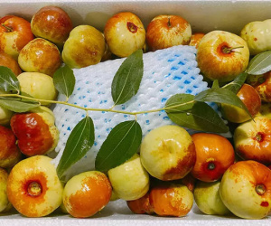 Hồng táo Trung Quốc đổ chợ, 550 nghìn/kg vẫn siêu đắt khách
