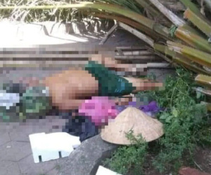 Ngồi trong công viên, người đàn ông bị cây cọ dừa đổ đè tử vong