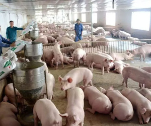 Thịt lợn hơi tăng mạnh, vượt 70.000 đồng/kg