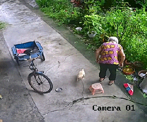 Thích thú trước màn phục vụ của cún con với bà lão cao tuổi