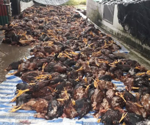 Hơn 6.000 con gà chết như ngả rạ sau 1 tia sét