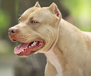 Sang nhà bà nội chơi, cháu trai 8 tuổi bị chó pitbull cắn chết