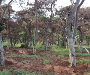 Diễn biến nóng liên quan Dự án sân golf Đak Đoa của FLC