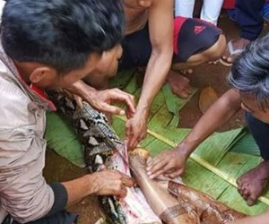 Câu chuyện ớn lạnh về người phụ nữ bị trăn ăn thịt khiến người dân bàng hoàng