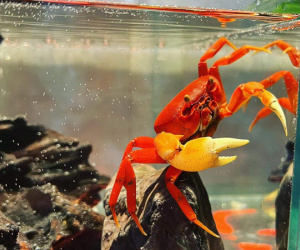 Thú chơi cua kiểng độc lạ ở Hà Nội đắt cỡ nào?