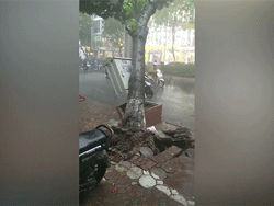 Clip: Cây xanh bật gốc đổ vào người đi đường ở Xuân Thủy, Hà Nội