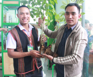 'Giật mình' những cây sâm Ngọc Linh giá ngang ngửa căn chung cư