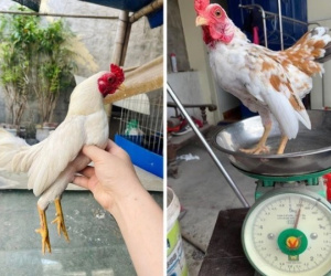 Gà tí hon nặng nửa kg/con giá trăm triệu có gì hút đại gia lùng mua?