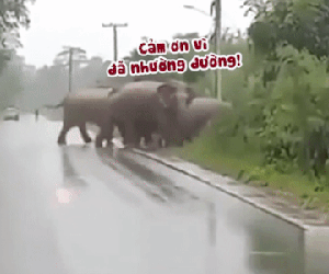 Clip: Chú voi cúi đầu cảm ơn tài xế ô tô vì đã nhường đường