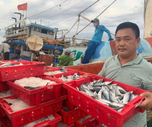 Ngư dân Quảng Bình trúng 250 tấn cá nục, thu về hơn 2,4 tỉ đồng