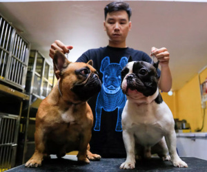 Nuôi chó cho ăn cá hồi, thịt bò, gà thu về tiền tỷ đồng mỗi năm