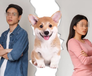 Vợ chồng tranh chấp quyền nuôi chó cưng sau ly dị gây bão mạng ở Trung Quốc