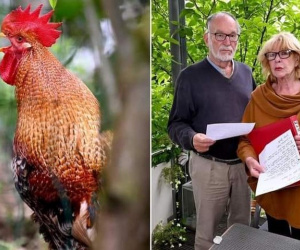 Cặp vợ chồng kiện hàng xóm vì để gà trống gáy tới 200 lần/ngày