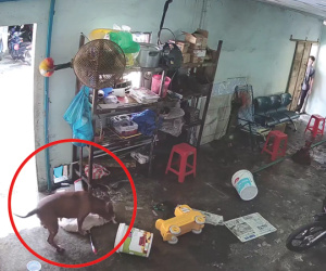 Clip: Chó Pitbull lạ cắn chết chó nhà, gia chủ không dám tưởng tượng nếu con mình cũng ở đó