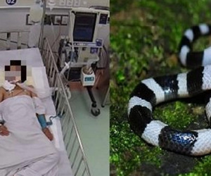 Bé trai 13 tuổi ở Bình Dương bị rắn cạp nia cắn khi đang ngủ