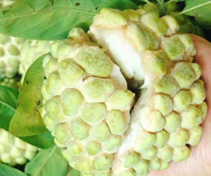 Loại na từng rẻ như cho nay đắt khét vẫn 'cháy hàng'