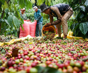 Mỹ mua lượng lớn cà phê Việt Nam nhưng trả giá bèo