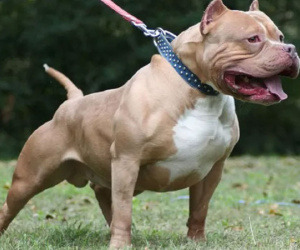 Nữ chủ nhà bị chó Pitbull nặng 40kg cắn chết